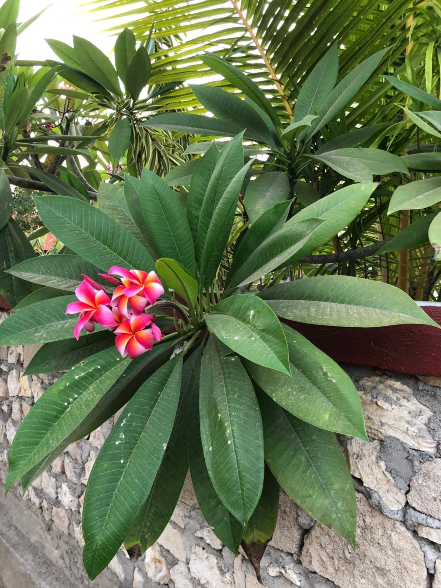 Maha Di Nusa Lembongan エクステリア 写真